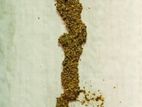 Termite Control(වේයන් මර්දනය)