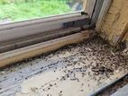 Termite Control(වේයන් මර්දනය)