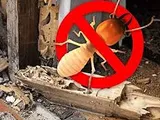 Termite Control(වේයන් මර්දනය)