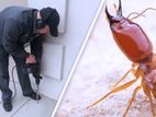 Termite Pest Control Service