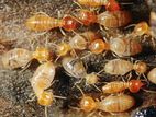 Termite Pest Control Services - Gampaha
