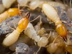 Termite Pest Control Services - Maharagama