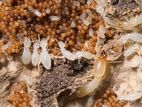 Termite Treatment ( Pest Control )