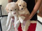 Terrier Puppies