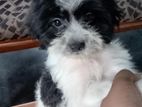 Shih Tzu Dog
