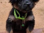 Terrier Lion Pomeranian Mix