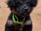 Terrier and Lion Bommerian Mix puppy