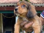 Terrier Puppies