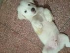Terrier Mix Puppy