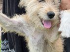 Terrier Dog for Kind Home