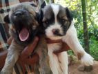 Terrier Female Puppies