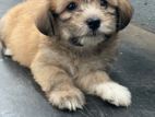 Mini Terrier Puppy