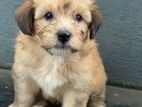 Terrier