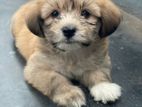 Terrier