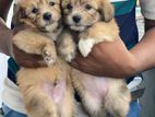 Terrier