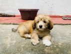 Terrier Puppy