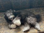 Terrier Puppy