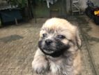 Terrier Shih Tzu Puppies
