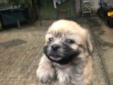 Terrier Shih Tzu Puppies