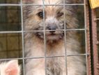 Terrier Puppies