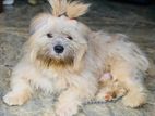 Terrier Male Dog