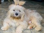 Terrier Male Dog