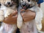 Terrier Pomeranian Mix Puppies