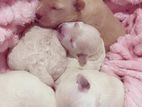 Terrier Poodle Puppies