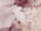 Terrier Poodle Puppies