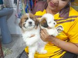 Shih Tzu Puppies