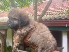 terrier puppies are available