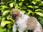 Terrier Puppies