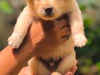 terrier puppies