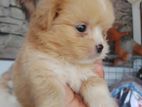 Terrier Puppies