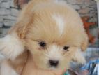 terrier puppies 🐕