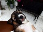 Terrier puppies