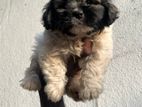 Terrier puppies