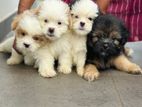 Terrier Puppies