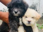 Terrier Puppies