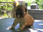 Terrier Puppies