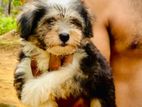 Terrier Puppies