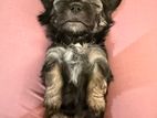 Terrier Puppies
