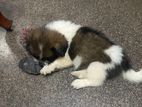 Terrier Puppies