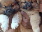 Terrier Puppies