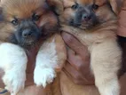 Terrier Puppies