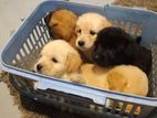 Terrier Puppies