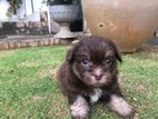 Terrier Puppies