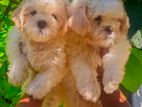Terrier Puppies