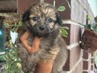 Terrier Puppies