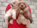 Terrier Puppies